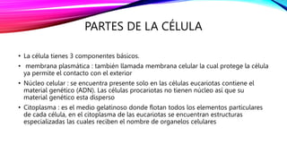 PARTES DE LA CÉLULA
• La célula tienes 3 componentes básicos.
• membrana plasmática : también llamada membrana celular la cual protege la célula
ya permite el contacto con el exterior
• Núcleo celular : se encuentra presente solo en las células eucariotas contiene el
material genético (ADN). Las células procariotas no tienen núcleo así que su
material genético esta disperso
• Citoplasma : es el medio gelatinoso donde flotan todos los elementos particulares
de cada célula, en el citoplasma de las eucariotas se encuentran estructuras
especializadas las cuales reciben el nombre de organelos celulares
 