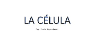 Doc. Flavia Rivera Ferro
 