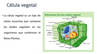 • La célula vegetal es un tipo de
célula eucariota que compone
los tejidos vegetales en los
organismos que conforman el
Reino Plantae.
 