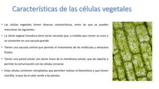 • Las células vegetales tienen diversas características, entre las que se pueden
mencionar las siguientes:
• La célula vegetal inmadura tiene varias vacuolas que, a medida que crecen se unen y
se convierten en una vacuola grande.
• Tienen una vacuola central que permite el movimiento de las moléculas y almacena
fluidos.
• Tienen una pared celular con poros fuera de la membrana celular, que da soporte y
permite la comunicación con las células cercanas.
• Estas células contienen cloroplastos que permiten realizar la fotosíntesis y que tienen
clorofila, lo que da el color verde a las plantas.
 