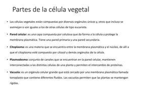 Partes de la célula vegetal
• Las células vegetales están compuestas por diversos orgánulos únicos y, otros que incluso se
asemejan o son iguales a los de otras células de tipo eucariota.
• Pared celular: es una capa compuesta por celulosa que da forma a la célula y protege la
membrana plasmática. Tiene una pared primaria y una pared secundaria.
• Citoplasma: es una materia que se encuentra entre la membrana plasmática y el núcleo, de allí a
que el citoplasma esté compuesto por citosol y demás orgánulos de la célula.
• Plasmodesmo: conjunto de canales que se encuentran en la pared celular, mantienen
interconectadas a las distintas células de una planta y permiten el intercambio de proteínas.
• Vacuola: es un orgánulo celular grande que está cercado por una membrana plasmática llamada
tonoplasto que contiene diferentes fluidos. Las vacuolas permiten que las plantas se mantengan
rígidas.
 