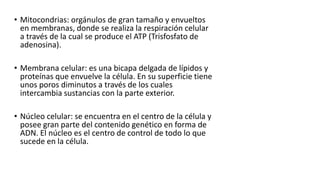 • Mitocondrias: orgánulos de gran tamaño y envueltos
en membranas, donde se realiza la respiración celular
a través de la cual se produce el ATP (Trisfosfato de
adenosina).
• Membrana celular: es una bicapa delgada de lípidos y
proteínas que envuelve la célula. En su superficie tiene
unos poros diminutos a través de los cuales
intercambia sustancias con la parte exterior.
• Núcleo celular: se encuentra en el centro de la célula y
posee gran parte del contenido genético en forma de
ADN. El núcleo es el centro de control de todo lo que
sucede en la célula.
 