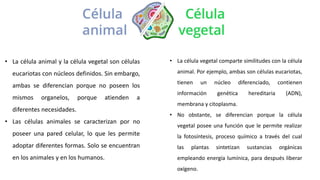 • La célula animal y la célula vegetal son células
eucariotas con núcleos definidos. Sin embargo,
ambas se diferencian porque no poseen los
mismos organelos, porque atienden a
diferentes necesidades.
• Las células animales se caracterizan por no
poseer una pared celular, lo que les permite
adoptar diferentes formas. Solo se encuentran
en los animales y en los humanos.
• La célula vegetal comparte similitudes con la célula
animal. Por ejemplo, ambas son células eucariotas,
tienen un núcleo diferenciado, contienen
información genética hereditaria (ADN),
membrana y citoplasma.
• No obstante, se diferencian porque la célula
vegetal posee una función que le permite realizar
la fotosíntesis, proceso químico a través del cual
las plantas sintetizan sustancias orgánicas
empleando energía lumínica, para después liberar
oxígeno.
 