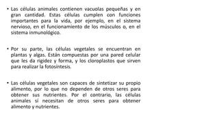 • Las células animales contienen vacuolas pequeñas y en
gran cantidad. Estas células cumplen con funciones
importantes para la vida, por ejemplo, en el sistema
nervioso, en el funcionamiento de los músculos o, en el
sistema inmunológico.
• Por su parte, las células vegetales se encuentran en
plantas y algas. Están compuestas por una pared celular
que les da rigidez y forma, y los cloroplastos que sirven
para realizar la fotosíntesis.
• Las células vegetales son capaces de sintetizar su propio
alimento, por lo que no dependen de otros seres para
obtener sus nutrientes. Por el contrario, las células
animales sí necesitan de otros seres para obtener
alimento y nutrientes.
 