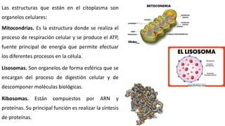 Las estructuras que están en el citoplasma son
organelos celulares:
Mitocondrias. Es la estructura donde se realiza el
proceso de respiración celular y se produce el ATP,
fuente principal de energía que permite efectuar
los diferentes procesos en la célula.
Lisosomas. Son organelos de forma esférica que se
encargan del proceso de digestión celular y de
descomponer moléculas biológicas.
Ribosomas. Están compuestos por ARN y
proteínas. Su principal función es realizar la síntesis
de proteínas.
 