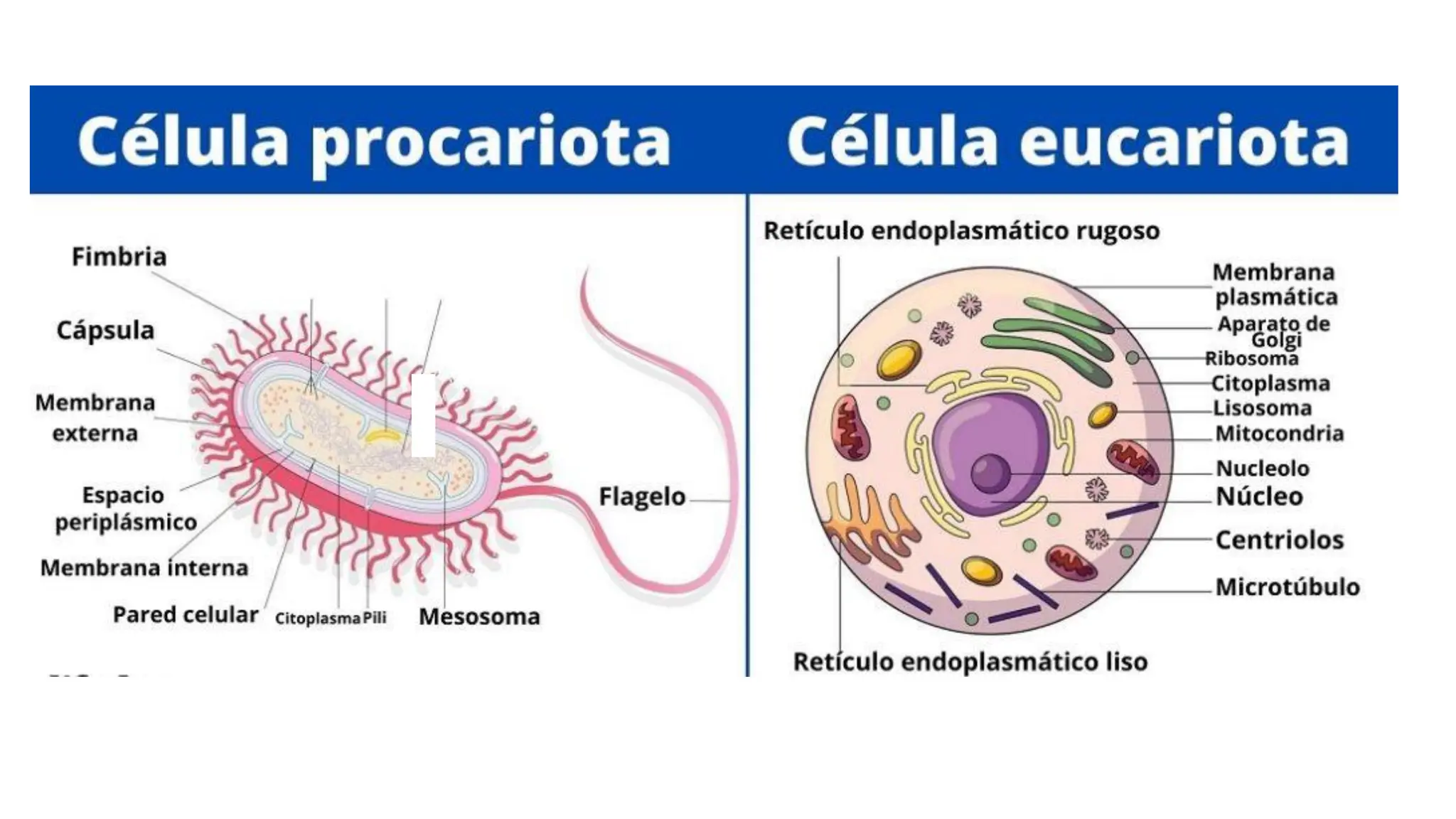 La célula. Tipos de células. Clasificaciones | PDF