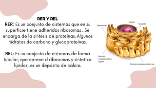 Cisterna Rer temas 1 generalidades de la celula eucariota | PDF