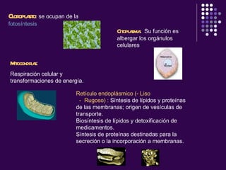 Cloroplasto : se ocupan de la  fotosíntesis   Mitocondrias :  Respiración celular y transformaciones de energía.   Citoplasma :  Su función es albergar los orgánulos celulares  Retículo endoplásmico (- Liso    -  Rugoso) :  Síntesis de lípidos y proteínas de las membranas; origen de vesículas de transporte. Biosíntesis de lípidos y detoxificación de medicamentos. Síntesis de proteínas destinadas para la secreción o la incorporación a membranas. 