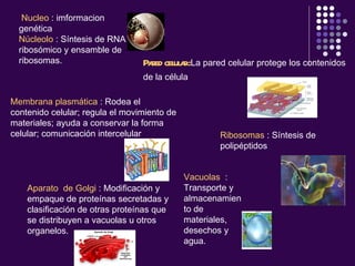 Nucleo  : imformacion genética Núcleolo  :  Síntesis de RNA ribosómico y ensamble de ribosomas.   Pared celular : La pared celular protege los contenidos de la célula  Ribosomas  : Síntesis de polipéptidos Aparato  de Golgi  :  Modificación y empaque de proteínas secretadas y clasificación de otras proteínas que se distribuyen a vacuolas u otros organelos.   Membrana plasmática  :  Rodea el contenido celular; regula el movimiento de materiales; ayuda a conservar la forma celular; comunicación intercelular   Vacuolas   :  Transporte y almacenamiento de materiales, desechos y agua.   