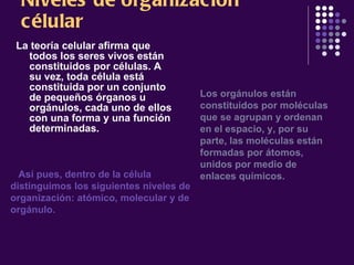Niveles de organización célular La teoría celular afirma que todos los seres vivos están constituidos por células. A su vez, toda célula está constituida por un conjunto de pequeños órganos u orgánulos, cada uno de ellos con una forma y una función determinadas.   Los orgánulos están constituidos por moléculas que se agrupan y ordenan en el espacio, y, por su parte, las moléculas están formadas por átomos, unidos por medio de enlaces químicos.        Así pues, dentro de la célula distinguimos los siguientes niveles de organización: atómico, molecular y de orgánulo.   