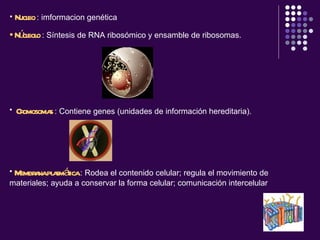 Nucleo  : imformacion genética Núcleolo  :  Síntesis de RNA ribosómico y ensamble de ribosomas.   Cromosomas  :  Contiene genes (unidades de información hereditaria).   Membrana plasmática  :  Rodea el contenido celular; regula el movimiento de materiales; ayuda a conservar la forma celular; comunicación intercelular   