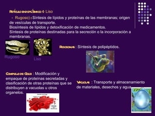 Retículo endoplásmico ( - Liso    -  Rugoso)  :  Síntesis de lípidos y proteínas de las membranas; origen de vesículas de transporte. Biosíntesis de lípidos y detoxificación de medicamentos. Síntesis de proteínas destinadas para la secreción o la incorporación a membranas. Rugoso Liso Ribosomas  : Síntesis de polipéptidos.  Complejo de Golgi  :  Modificación y empaque de proteínas secretadas y clasificación de otras proteínas que se distribuyen a vacuolas u otros organelos.   Vacuolas   :  Transporte y almacenamiento de materiales, desechos y agua.   