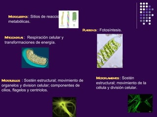Microcuerpos  : Sitios de reacciones metabólicas.  Mitocondrias  :  Respiración celular y transformaciones de energía.   Plastidios  : Fotosíntesis.  Microtubulos  :  Sostén estructural; movimiento de organelos y division celular; componentes de cilios, flagelos y centriolos.   Microfilamentos  :  Sostén estructural; movimiento de la célula y división celular.   