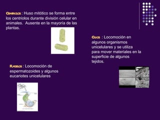 Centriolos  :  Huso mitótico se forma entre los centriolos durante división celular en animales.   Ausente en la mayoría de las plantas.  Cilios  :  Locomoción en algunos organismos unicelulares y se utiliza para mover materiales en la superficie de algunos tejidos.   Flagelos  :  Locomoción de espermatozoides y algunos eucariotes unicelulares   