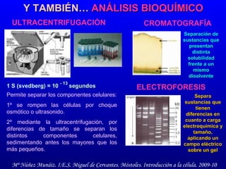 Y TAMBIÉN…  ANÁLISIS BIOQUÍMICO ULTRACENTRIFUGACIÓN CROMATOGRAFÍA ELECTROFORESIS Permite separar los componentes celulares: 1º se rompen las células por choque osmótico o ultrasonido.  2º mediante la ultracentrifugación, por diferencias de tamaño se separan los distintos componentes celulares, sedimentando antes los mayores que los más pequeños.  1 S (svedberg) = 10   - 13 segundos Separación de sustancias que presentan distinta solubilidad frente a un mismo disolvente Separa sustancias que tienen diferencias en cuanto a carga electroquímica y tamaño, aplicando un campo eléctrico sobre un gel 