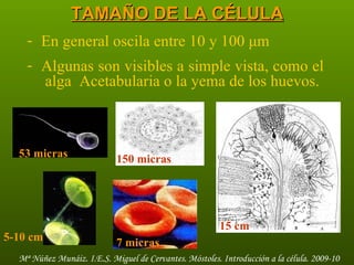TAMAÑO DE LA CÉLULA En general oscila entre 10 y 100  μm Algunas son visibles a simple vista, como el  alga  Acetabularia o la yema de los huevos. 53 micras 150 micras 7 micras 5-10 cm 15 cm 