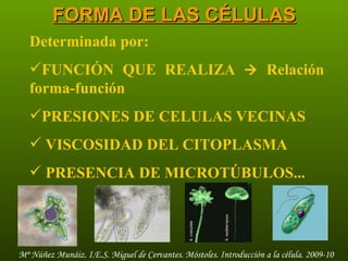 FORMA DE LAS CÉLULAS Determinada por:   FUNCIÓN QUE REALIZA     Relación forma-función PRESIONES DE CELULAS VECINAS VISCOSIDAD DEL CITOPLASMA PRESENCIA DE MICROTÚBULOS... 