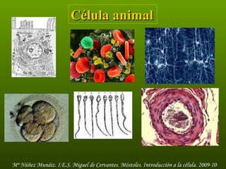 Célula animal  