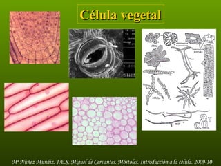 Célula vegetal  