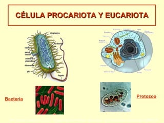 CÉLULA PROCARIOTA Y EUCARIOTA Bacteria Protozoo 