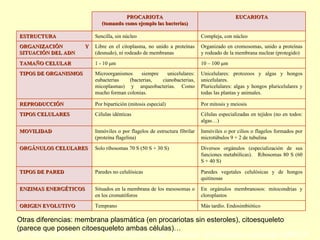 Otras diferencias: membrana plasmática (en procariotas sin esteroles), citoesqueleto (parece que poseen citoesqueleto ambas células)… Más tardío. Endosimbiótico Temprano ORIGEN EVOLUTIVO En orgánulos membranosos: mitocondrias y cloroplastos Situados en la membrana de los mesosomas o en los cromatóforos ENZIMAS ENERGÉTICOS Paredes vegetales celulósicas y de hongos quitinosas Paredes  no  celulósicas TIPOS DE PARED Diversos orgánulos (especialización de sus funciones metabólicas).  Ribosomas 80 S (60 S + 40 S) Solo ribosomas 70 S (50 S + 30 S) ORGÁNULOS CELULARES Inmóviles o por cilios o flagelos formados por microtúbulos 9 + 2 de tubulina Inmóviles o por flagelos de estructura fibrilar (proteína flagelina) MOVILIDAD Células especializadas en tejidos (no en todos: algas…) Células idénticas TIPOS CELULARES Por mitosis y meiosis Por bipartición (mitosis especial) REPRODUCCIÓN Unicelulares: protozoos y algas y hongos unicelulares.  Pluricelulares: algas y hongos pluricelulares y todas las plantas y animales. Microorganismos siempre unicelulares: eubacterias (bacterias, cianobacterias, micoplasmas) y arqueobacterias. Como mucho forman colonias. TIPOS DE ORGANISMOS 10 – 100 μm 1 - 10 μm TAMAÑO CELULAR Organizado en cromosomas, unido a proteínas y rodeado de la membrana nuclear (protegido) Libre en el citoplasma, no unido a proteínas (desnudo), ni rodeado de membranas ORGANIZACIÓN Y SITUACIÓN DEL ADN Compleja, con núcleo Sencilla, sin núcleo ESTRUCTURA EUCARIOTA PROCARIOTA (tomando como ejemplo las bacterias) 