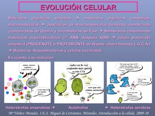EVOLUCIÓN CELULAR Moléculas orgánicas sencillas    moleculas orgánicas complejas, macromoleculas    asociacion de macromoleculas formando membranas (coacervados de Oparin y microesferas de Fox)    Membranas conteniendo moleculas autorreplicativas (1º ARN, después ADN)    célula procariota ancestral (PROGENOTE o PROTOBIONTE de Woese, ahora llamado L.U.C.A.)    Bacterias, Arqueobacterias y células eucariotas. En cuanto a su nutrición:  Heterótrofas anaerobias     Autótrofas     Heterótrofas aerobias  