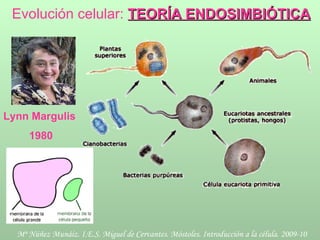 Evolución celular:  TEORÍA ENDOSIMBIÓTICA Lynn Margulis  1980 