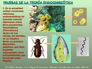PRUEBAS DE LA TEORÍA ENDOSIMBIÓTICA 1. En la actualidad existen numerosas relaciones endosimbióticas (el tunicado colonial Diplosoma virens lleva procariontes fotosintéticos (Phrochloron) dentro de sus células; las termitas, en su intestino llevan un protozoo Myxotricha paradoxa, que tiene bacterias espiroquetas como endosimbiontes que funcionan como flagelos. 