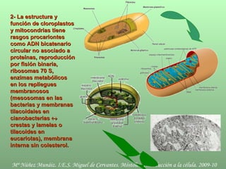 2- La estructura y función de cloroplastos y mitocondrias tiene rasgos procariontes como ADN bicatenario circular no asociado a proteínas, reproducción por fisión binaria, ribosomas 70 S,  enzimas metabólicos en los repliegues membranosos (mesosomas en las bacterias y membranas tilacoidales en cianobacterias    crestas y lamelas o tilacoides en eucariotas), membrana interna sin colesterol . 