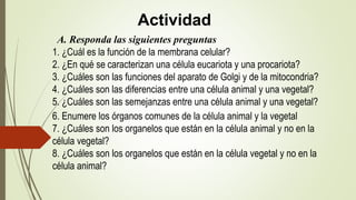 Actividad
A. Responda las siguientes preguntas
1. ¿Cuál es la función de la membrana celular?
2. ¿En qué se caracterizan una célula eucariota y una procariota?
3. ¿Cuáles son las funciones del aparato de Golgi y de la mitocondria?
4. ¿Cuáles son las diferencias entre una célula animal y una vegetal?
5. ¿Cuáles son las semejanzas entre una célula animal y una vegetal?
6. Enumere los órganos comunes de la célula animal y la vegetal
7. ¿Cuáles son los organelos que están en la célula animal y no en la
célula vegetal?
8. ¿Cuáles son los organelos que están en la célula vegetal y no en la
célula animal?
 