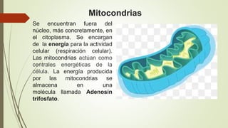 Mitocondrias
Se encuentran fuera del
núcleo, más concretamente, en
el citoplasma. Se encargan
de la energía para la actividad
celular (respiración celular).
Las mitocondrias actúan como
centrales energéticas de la
célula. La energía producida
por las mitocondrias se
almacena en una
molécula llamada Adenosín
trifosfato.
 