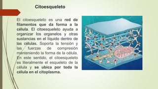 Citoesqueleto
El citoesqueleto es una red de
filamentos que da forma a la
célula. El citoesqueleto ayuda a
organizar los organelos y otras
sustancias en el líquido dentro de
las células. Soporta la tensión y
las fuerzas de compresión
manteniendo la forma de la célula.
En este sentido, el citoesqueleto
es literalmente el esqueleto de la
célula y se ubica por toda la
célula en el citoplasma.
 