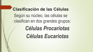 Clasificación de las Células
Según su núcleo, las células se
clasifican en dos grandes grupos:
Células Procariotas
Células Eucariotas
 