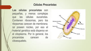 Células Procariotas
Las células procariotas son
pequeñas, y menos complejas
que las células eucariotas.
Contienen ribosomas, pero los
ribosomas carecen de membrana;
no poseen núcleo, por eso el
material genético está disperso en
el citoplasma. Por lo general, los
procariotas carecen de
citoesqueleto.
 