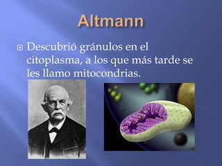    Descubrió gránulos en el
    citoplasma, a los que más tarde se
    les llamo mitocondrias.
 