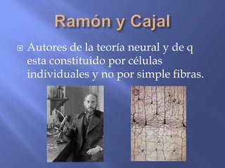    Autores de la teoría neural y de q
    esta constituido por células
    individuales y no por simple fibras.
 