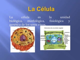 La Célula
La       célula       es     la      unidad
biológica,    morfológica,   fisiológica  y
genética de los seres vivos.
 