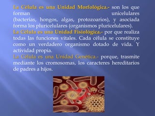 La Célula es una Unidad Morfológica.- son los que
forman                                     unicelulares
(bacterias, hongos, algas, protozoarios), y asociada
forma los pluricelulares (organismos pluricelulares).
La Célula es una Unidad Fisiológica.- por que realiza
todas las funciones vitales. Cada célula se constituye
como un verdadero organismo dotado de vida. Y
actividad propia.
La Célula es una Unidad Genética.- porque, trasmite
mediante los cromosomas, los caracteres hereditarios
de padres a hijos.
 