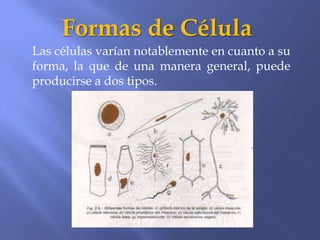 Formas de Célula
Las células varían notablemente en cuanto a su
forma, la que de una manera general, puede
producirse a dos tipos.
 