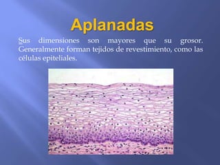 Aplanadas
Sus dimensiones son mayores que su grosor.
Generalmente forman tejidos de revestimiento, como las
células epiteliales.
 