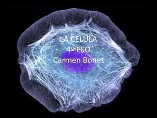 LA CÉLULA
   4º ESO
Carmen Bonet
 