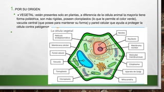 1.POR SU ORIGEN:
•  VEGETAL: están presentes solo en plantas, a diferencia de la célula animal la mayoría tiene
forma poliédrica, son más rígidas, poseen cloroplastos (lo que le permite el color verde),
vacuola central (que posee para mantener su forma) y pared celular que ayuda a proteger la
célula contra patógenos.
•
 
