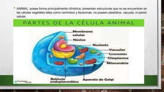 • ANIMAL: posee forma principalmente cilíndrica; presentan estructuras que no se encuentran en
las células vegetales tales como centriolos y lisosomas; no poseen plastidios, vacuola, ni pared
celular.
•
 