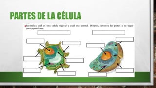 PARTES DE LA CÉLULA
 