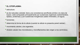 • EL CITOPLASMA:
• estructura:
• es de naturales coloidal, tiene una consistencia semifluida similar a la clara de
huevo. está compuesto principalmente por sustancias orgánicas (carbohidratos,
lípidos, proteínas) y por sustancias inorgánicas (sales minerales y el agua).
• funciones:
• determina la forma de la célula (cuando la célula no presenta pared celular).
• movimiento celular y de organelos.
• división celular (los microtúbulos y microfilamentos dan origen a los centríolos).
 