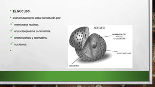 • EL NÚCLEO:
• estructuralmente está constituido por:
 membrana nuclear.
 el nucleoplasma o cariolinfa.
 cromosomas y cromatina.
 nucleólos.
•
 