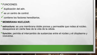 •FUNCIONES:
duplicación del adn.
es un centro de control.
contiene los factores hereditarios.
•MEMBRANA NUCLEAR:
•estructura: es una membrana doble porosa y permeable que rodea al núcleo.
desaparece en cierta fase de la vida de la célula.
•función: permite el intercambio de sustancias entre el núcleo y el citoplasma y
viceversa.
 