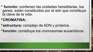 • función: contienen las unidades hereditarias, los
genes. están constituidos por el adn que constituye
la clave de la vida.
•CROMATINA:
•estructura: complejo de ADN y proteína.
•función: constituye los cromosomas eucarióticos.
 
