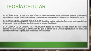 TEORÍA CELULAR
1-LA CÉLULA ES LA UNIDAD ANATÓMICA. todos los seres vivos (animales, plantas y bacterias)
están formados por una o más células. por lo que se afirma que la célula es la unidad anatómica.
2-LA CÉLULA ES LA UNIDAD FISIOLÓGICA. la célula realiza todas las funciones que caracterizan
a los seres vivos, por lo que se dice que es la unidad fisiológica.
3-LA CÉLULA ES LA UNIDAD REPRODUCTIVA. todas las formas de vida nacen de una o más
células. lo que constituye la afirmación de que la célula es la unidad reproductiva, es decir, las
células solamente se producen de células preexistentes.
•
 