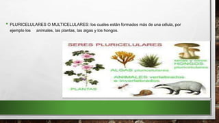 • PLURICELULARES O MULTICELULARES: los cuales están formados más de una célula, por
ejemplo los animales, las plantas, las algas y los hongos.
 